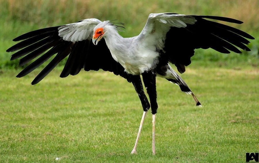 Secretarybird in Tanzania in Tanzania
